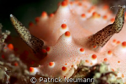 Nudi personal taken with Canon 400 D/Hugyfot housing by Patrick Neumann 